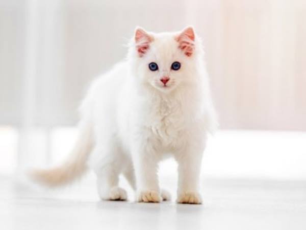 Nằm mơ thấy mèo trắng đánh con gì? Giải mã ý nghĩa giấc mơ