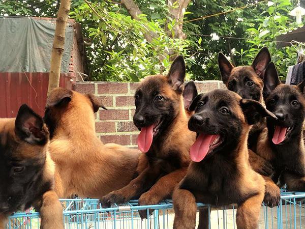 Mơ thấy đàn chó đánh số mấy vào bờ an toàn, điềm gì?