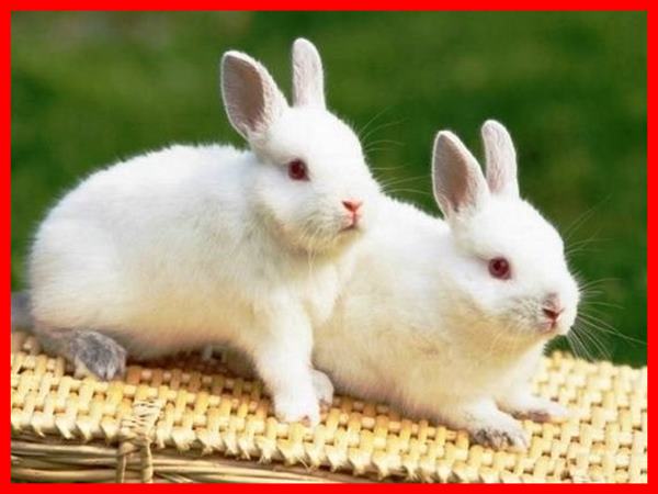Giải mã con số may mắn khi bắt gặp con thỏ