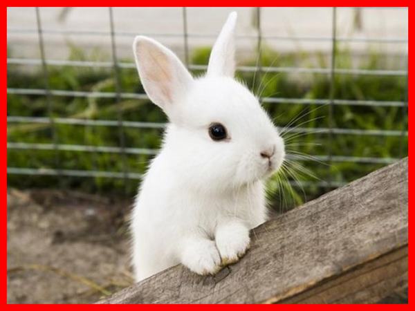 Giải mã con số may mắn khi bắt gặp con thỏ