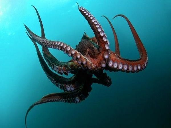 Ý nghĩa của việc nhìn thấy bạch tuộc