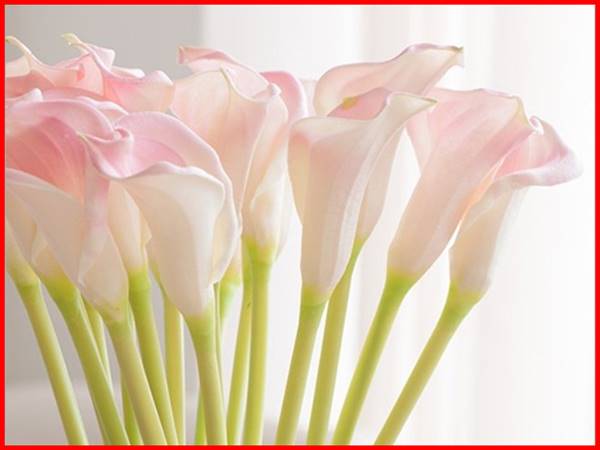 Nhìn thấy hoa loa kèn nên chọn con số phát tài nào
