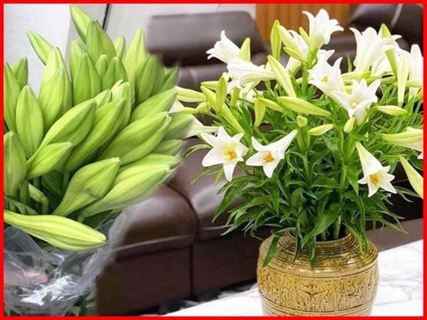 Nhìn thấy hoa loa kèn nên chọn con số phát tài nào