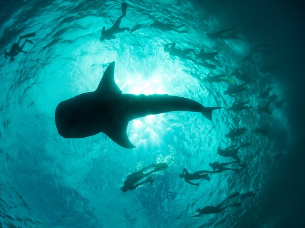 Giải mã nằm mơ thấy cá lớn là điềm gì, có phải điềm may?