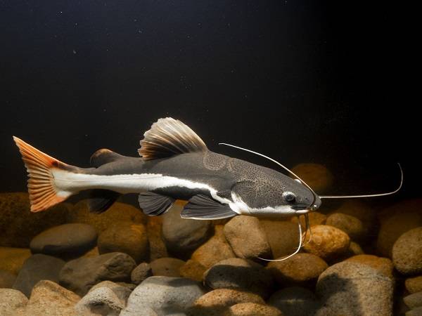 Nằm mơ thấy cá trê là điềm gì, mang cơ hội hay thử thách?