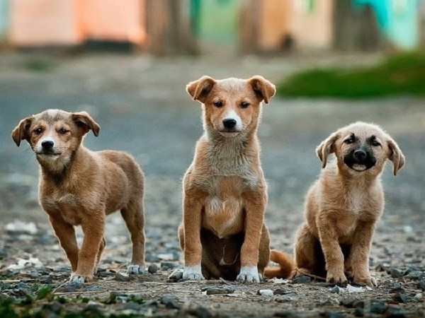 Mơ thấy 3 con chó là điềm gì, số gì mang tài lộc?