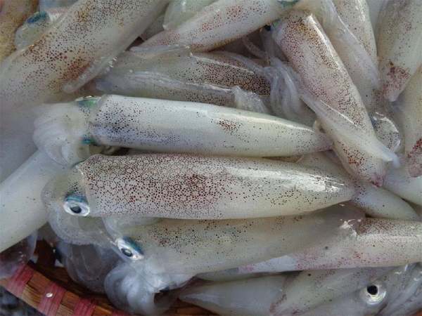 Chiêm bao thấy câu được con mực