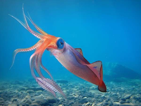 Luận giải ý nghĩa giấc mơ thấy con mực là điềm gì?