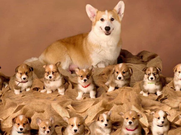 Nằm mơ thấy nuôi chó có điềm gì, số mấy may mắn?