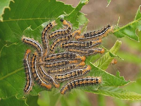 Nên làm gì để chuyển hung thành cát khi nằm mộng thấy sâu?