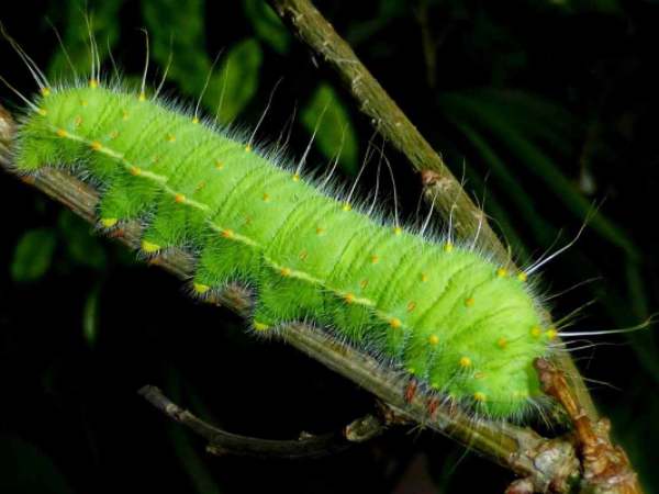 Nằm mơ thấy sâu là điềm gì, phúc hay họa?