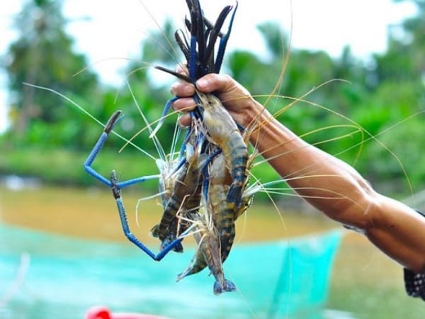 Nằm mộng thấy người khác bắt tôm