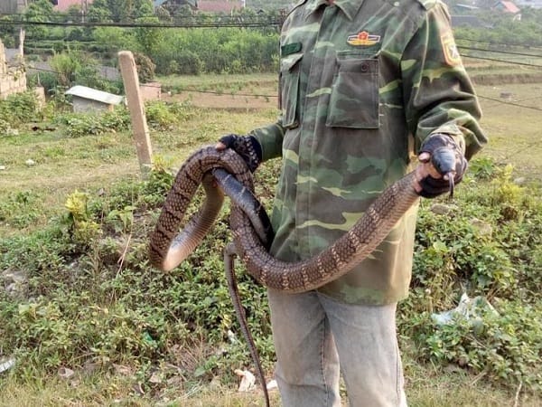 Nằm mơ thấy bắt rắn hổ mang mang điềm báo tốt xấu, số gì?