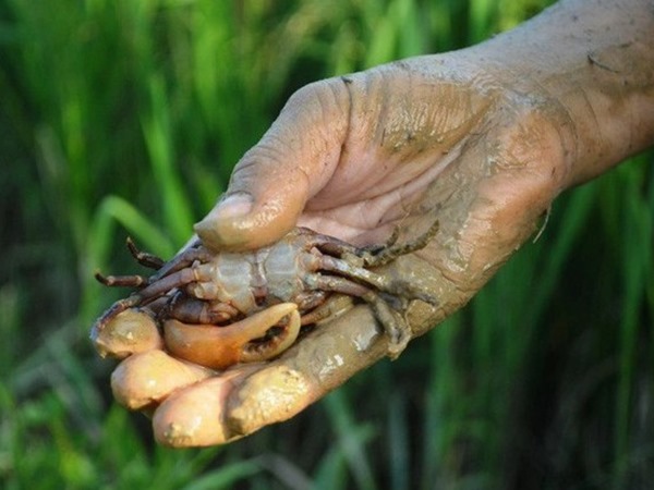 Nằm mơ thấy bắt cua là điềm gì, tham khảo con gì số gì?